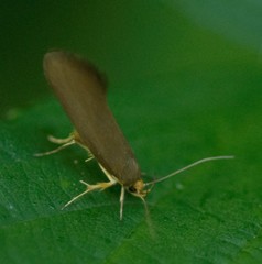 Crassa unitella