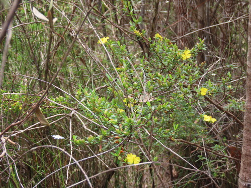 Hibbertia bracteata observed 2026-10-17