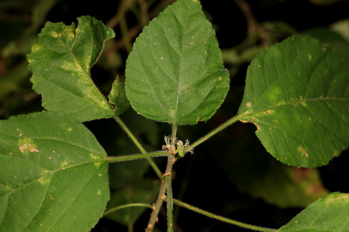 Velvet forest false-nettel (Acalypha glabrata)