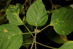 Acalypha glabrata pilosa