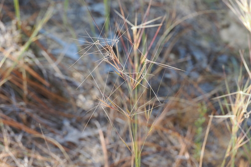 Aristida tuberculosa, 2026-10-18