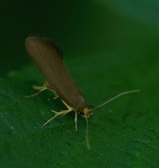 Crassa unitella