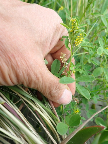 Melilotus indicus observed 2026-10-21