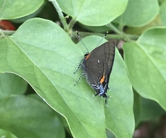 Electrostrymon angelia