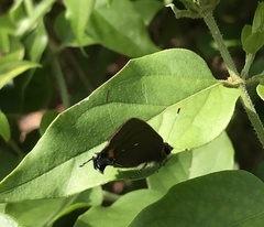 Electrostrymon angelia