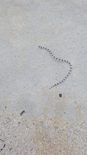 Myrichthys observed 2026-10-19