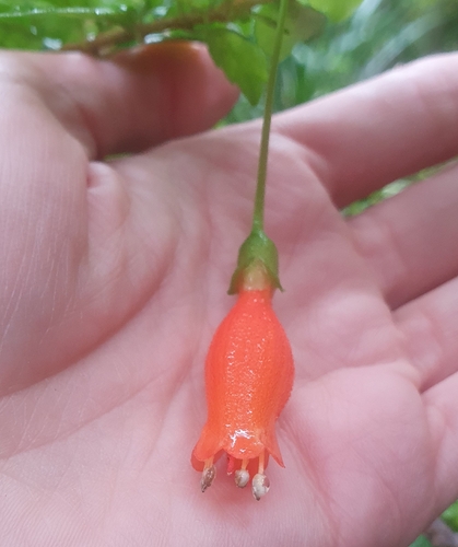 Mitraria coccinea observed 2026-10-20