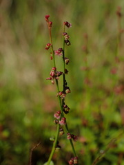 Haloragis micrantha