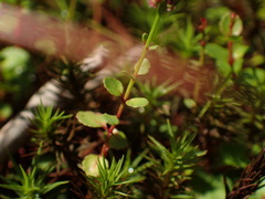 Haloragis micrantha