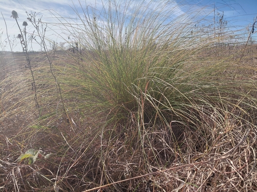 Sporobolus heterolepis, 2026-10-19