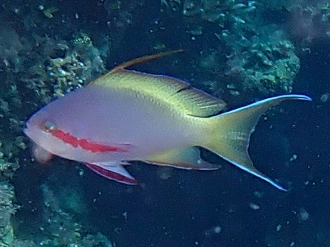 Pseudanthias huchtii observed 2026-10-16