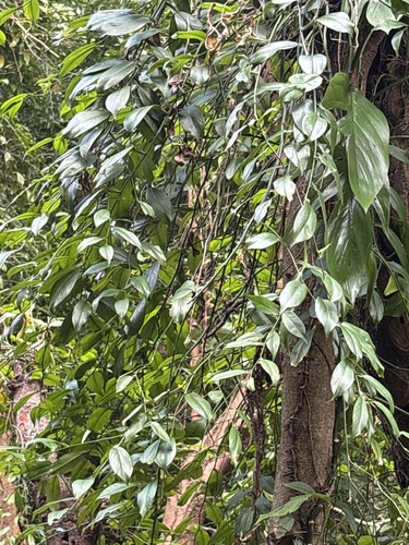 Pothos chinensis observed 2026-10-21