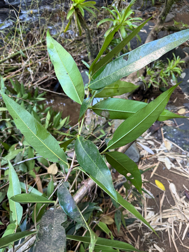 Syzygium jambos observed 2026-10-20