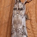 Cactus Moth - Photo (c) Laura Gaudette, some rights reserved (CC BY), uploaded by Laura Gaudette