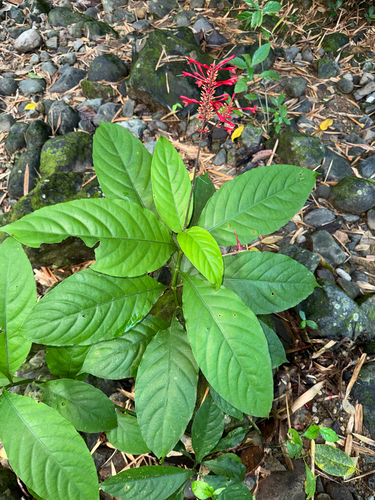 Odontonema cuspidatum observed 2026-10-20