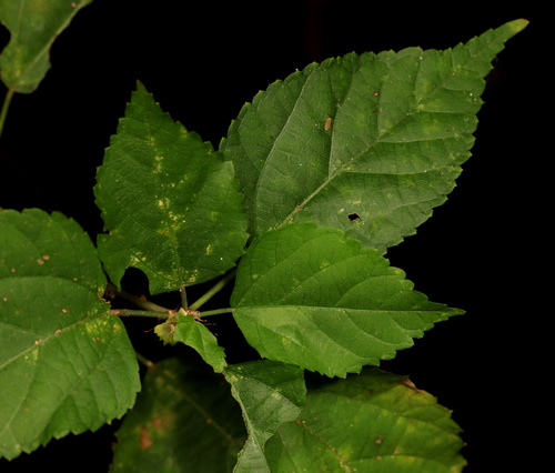 Image of Acalypha glabrata by (c) Wynand Uys, some rights reserved (CC BY)
