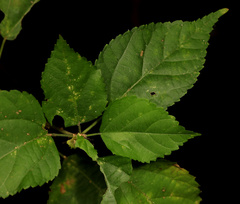 Acalypha glabrata pilosa