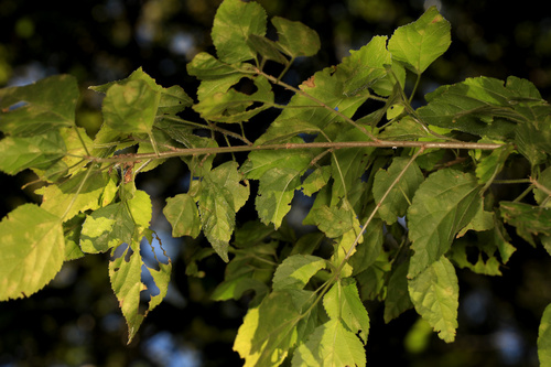 Image of Acalypha glabrata by (c) Wynand Uys, some rights reserved (CC BY)