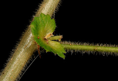 Acalypha glabrata pilosa