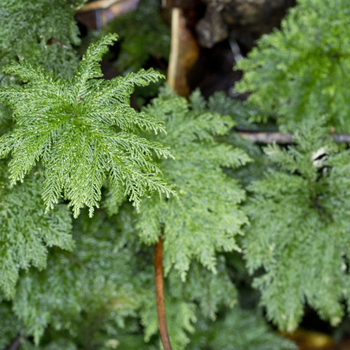 Dendrohypopterygium filiculiforme observed 2026-10-17