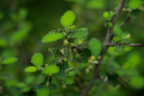 Bernardia myricifolia, 2026-10-20