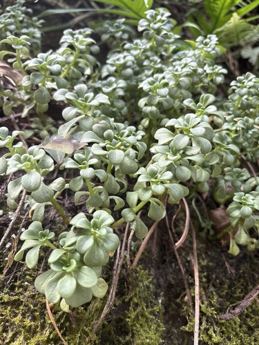 Sedum formosanum observed 2026-10-21