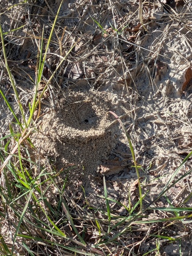 Yellow Pyramid Ant