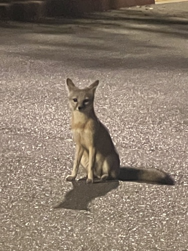 Kit Fox