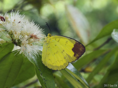 Eurema simulatrix