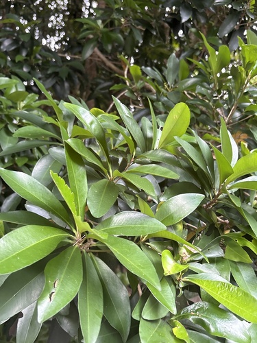Ardisia sieboldii observed 2026-10-21