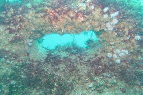 Actinothoe observed 2026-10-20