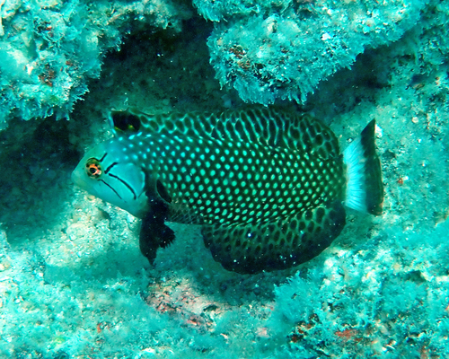 Novaculichthys taeniourus observed 2026-10-19