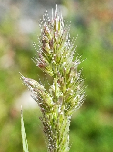 Polypogon fugax observed 2026-10-17