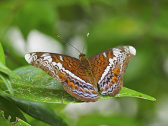 Lebadea martha parkeri