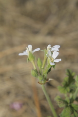 Pelargonium odoratissimum