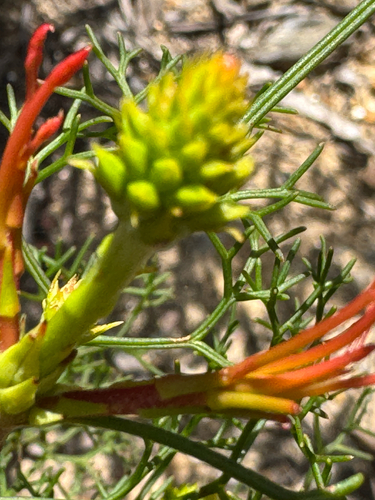 Petrophile pedunculata observed 2026-10-19