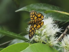 Odina hieroglyphica