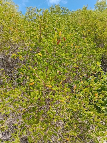 Lumnitzera racemosa observed 2026-10-21