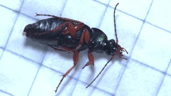 Chlaenius nigricornis