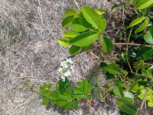 Derris trifoliata observed 2026-10-21