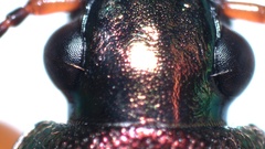 Chlaenius nigricornis