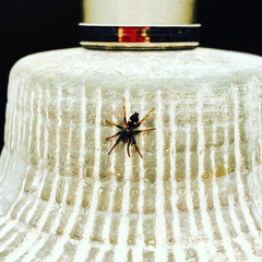 Sergiolus montanus