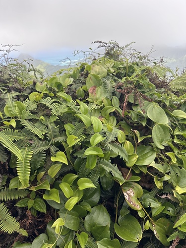 Smilax melastomifolia observed 2026-10-18