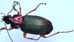 Chlaenius nigricornis