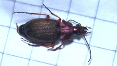 Chlaenius nigricornis