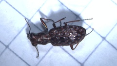 Elaphrus cupreus