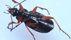 Chlaenius nigricornis
