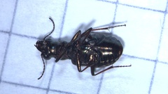Elaphrus cupreus