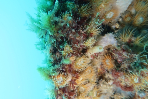 Actinothoe observed 2026-10-20