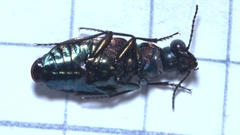 Elaphrus uliginosus